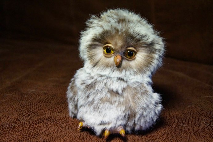 Сова сплюшка