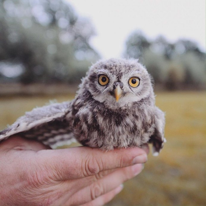 Вислоухая Сова