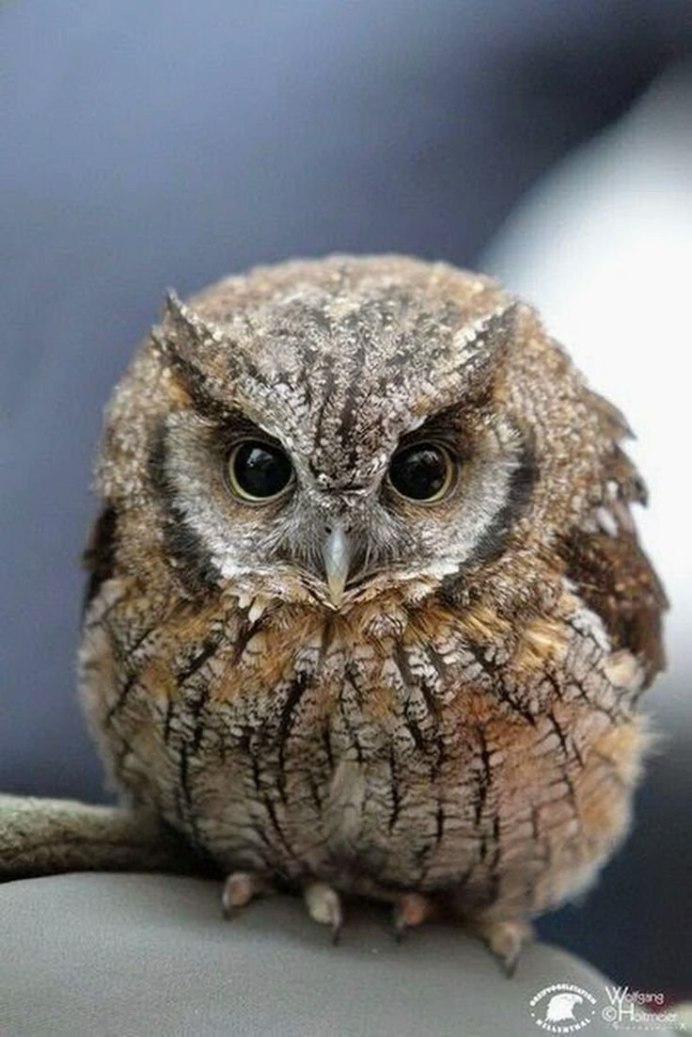 Сыч детеныш