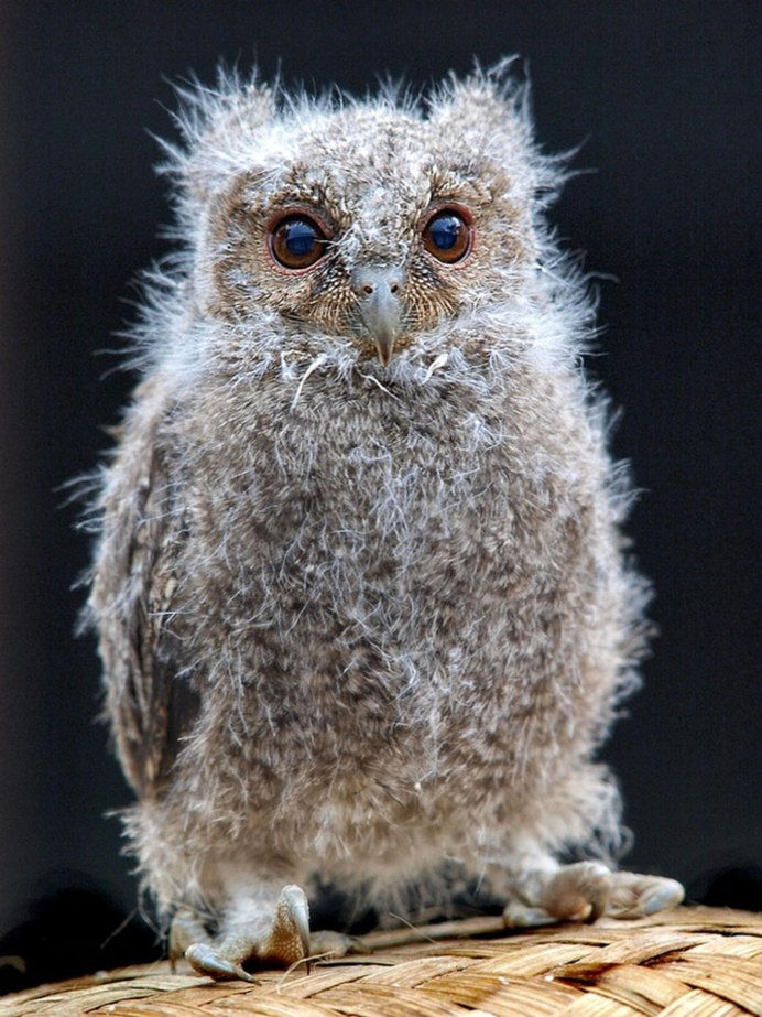 Маленькая Сова сплюшка