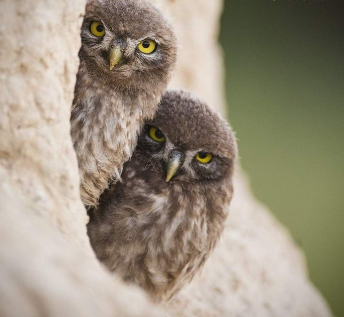 Североамериканский мохноногий Сыч