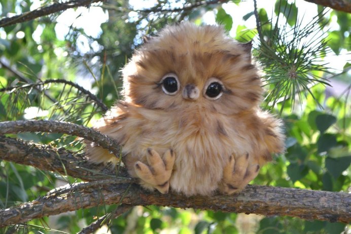 Маленькая Сова сплюшка