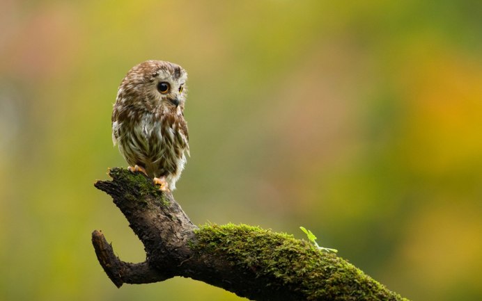 Маленькие Совята