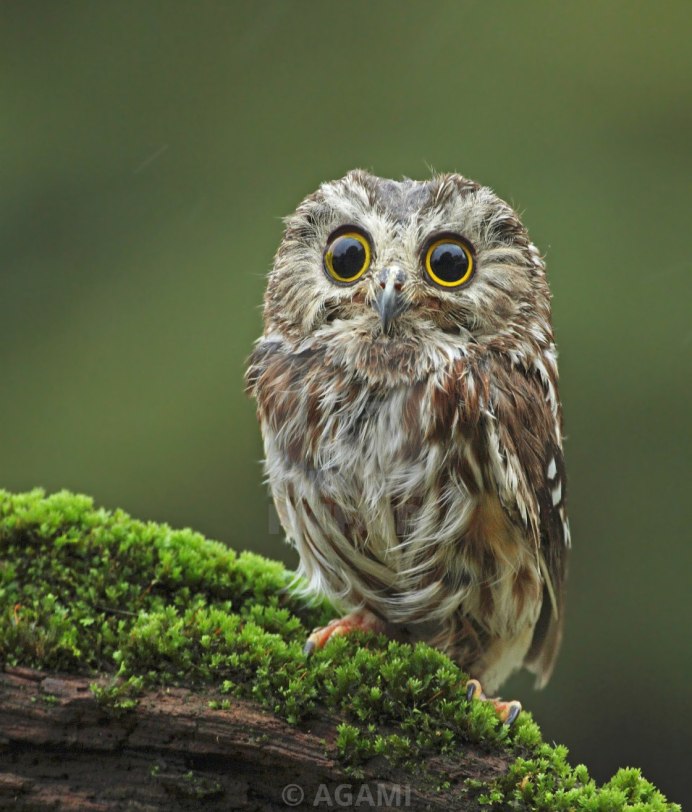 Пушистая Сова