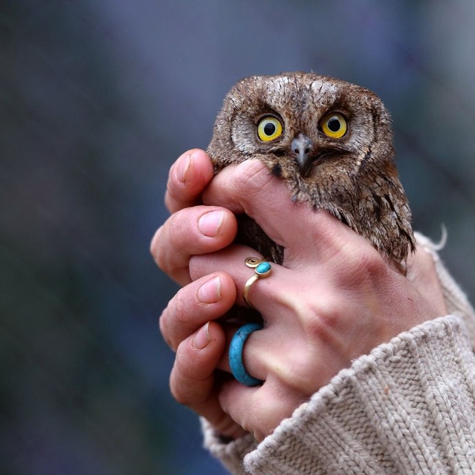 Сова воробьиный Сыч