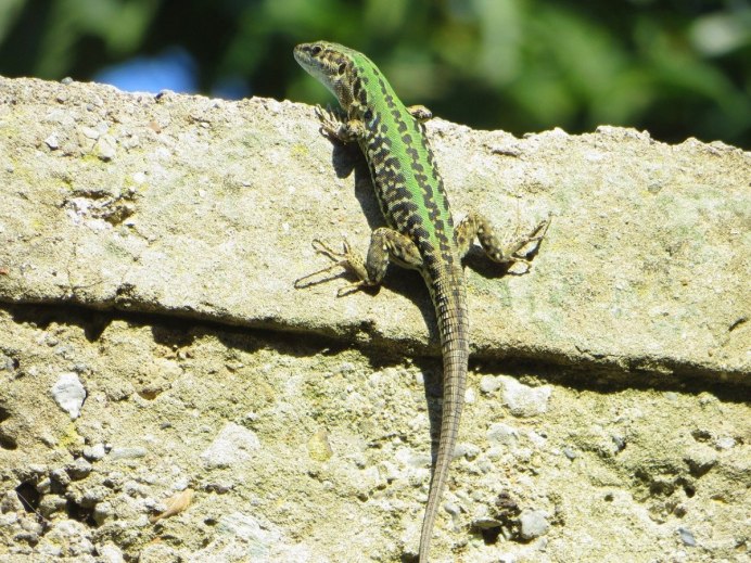 Ящерица Lacerta Agilis