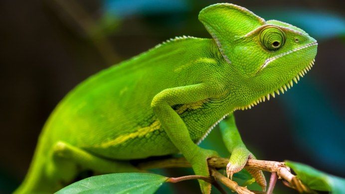 Ящерица Луговая (Lacerta praticola)