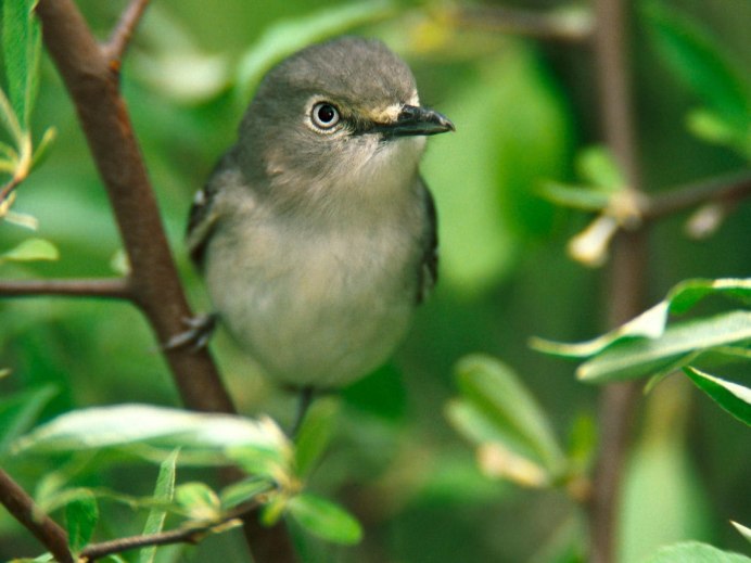 Chlorophonia cyanea