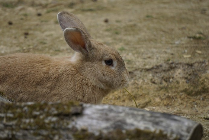 Lepus oiostolus