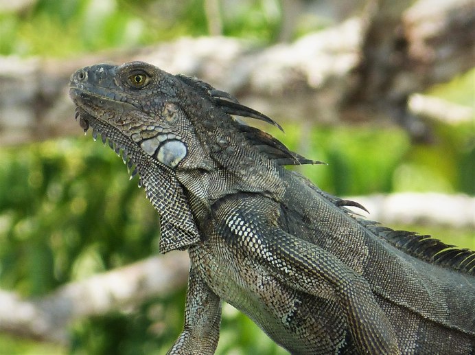 Гималайская агама ящерица