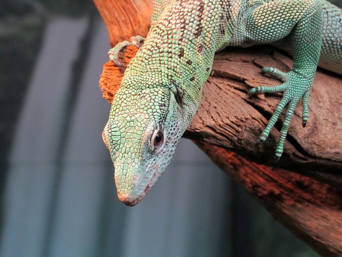 Глазчатая ящерица