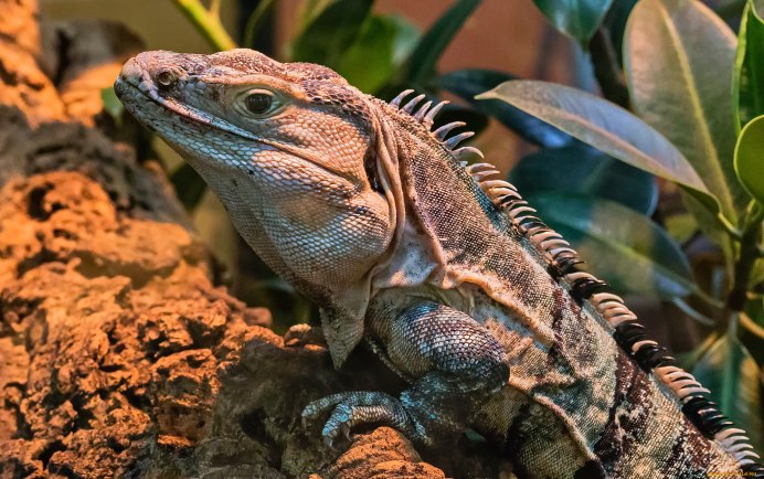 Варан геккон игуана