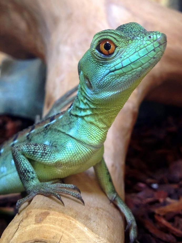 Игуана и хамелеон