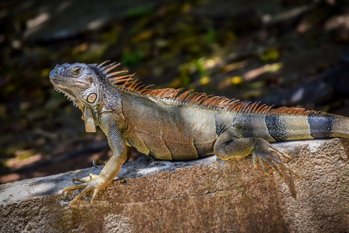 Игуана завр