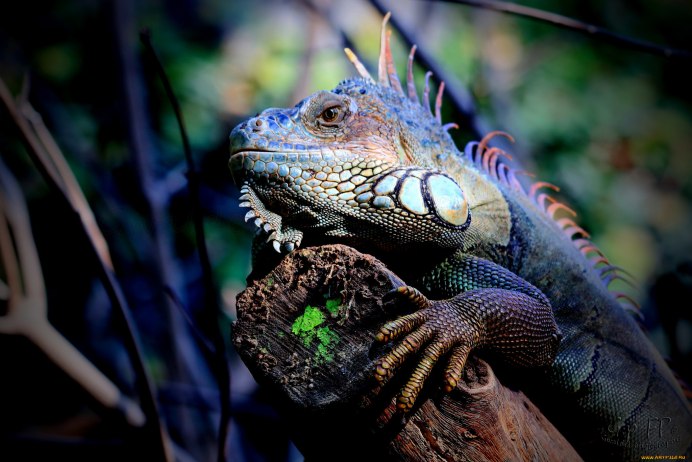 Игуана геккон хамелеон