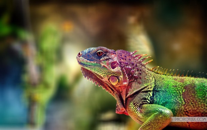 Животное похожее на хамелеона