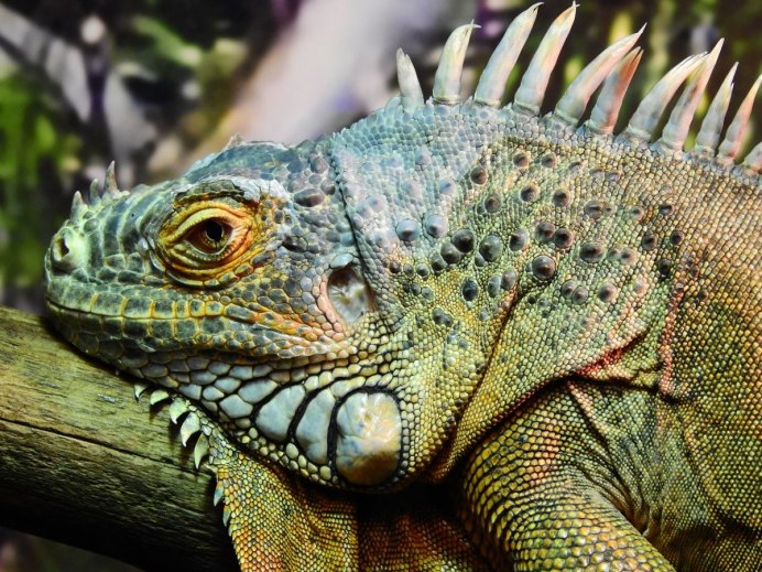 Василиск рептилия