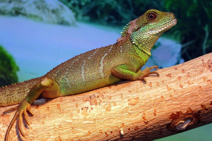 Пресмыкающиеся Варан