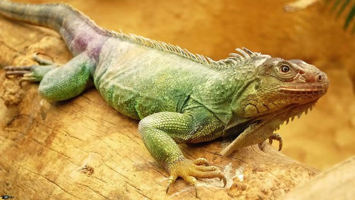 Игуана серая обыкновенная