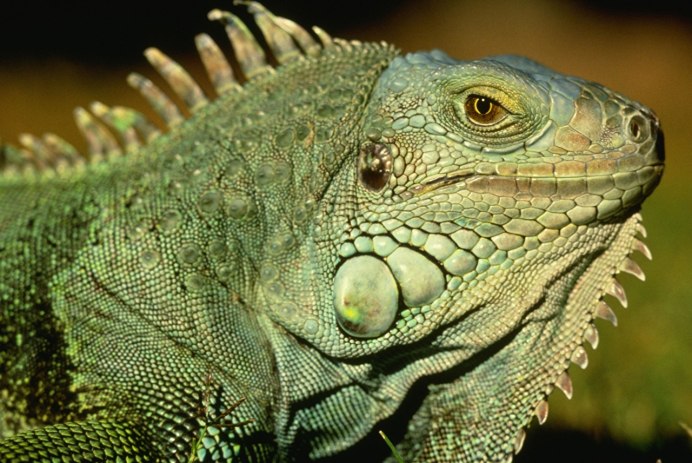 Зеленая агама