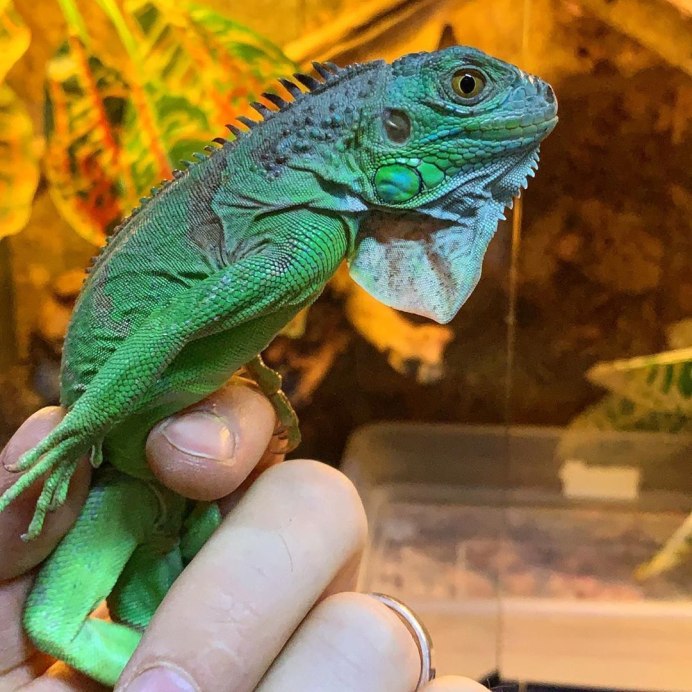 Игуана красивая