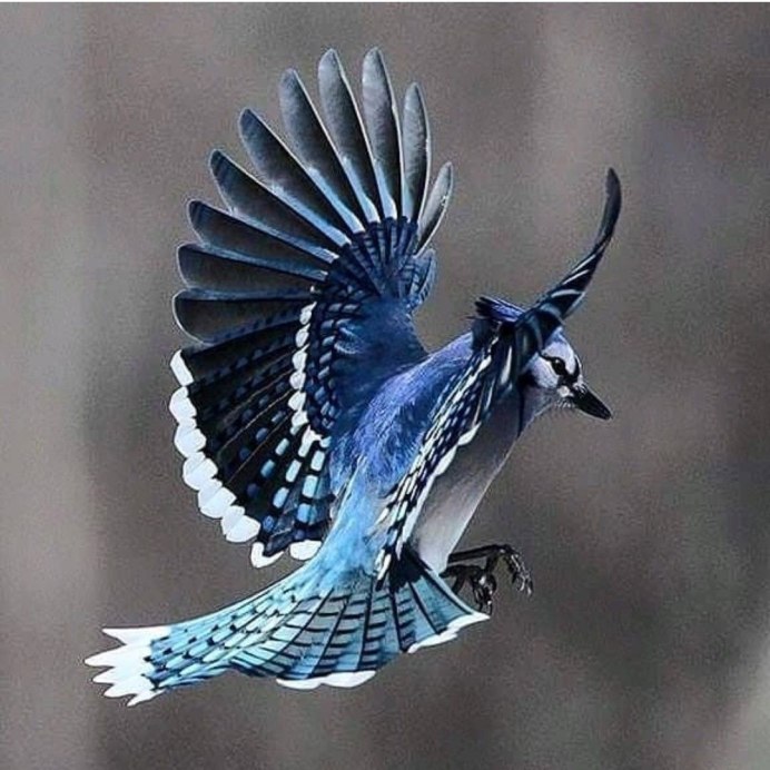 Jay Сойка