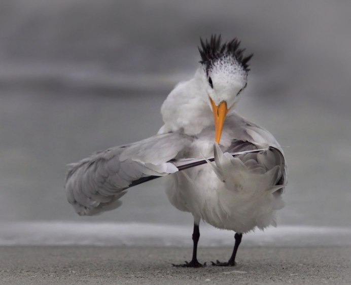 Фотоконкурс comedy Wildlife Photography Awards