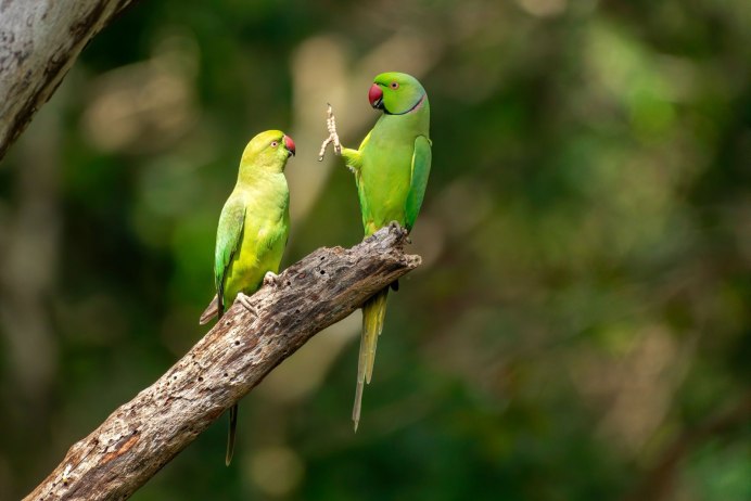 Comedy Wildlife Photography Awards 2020