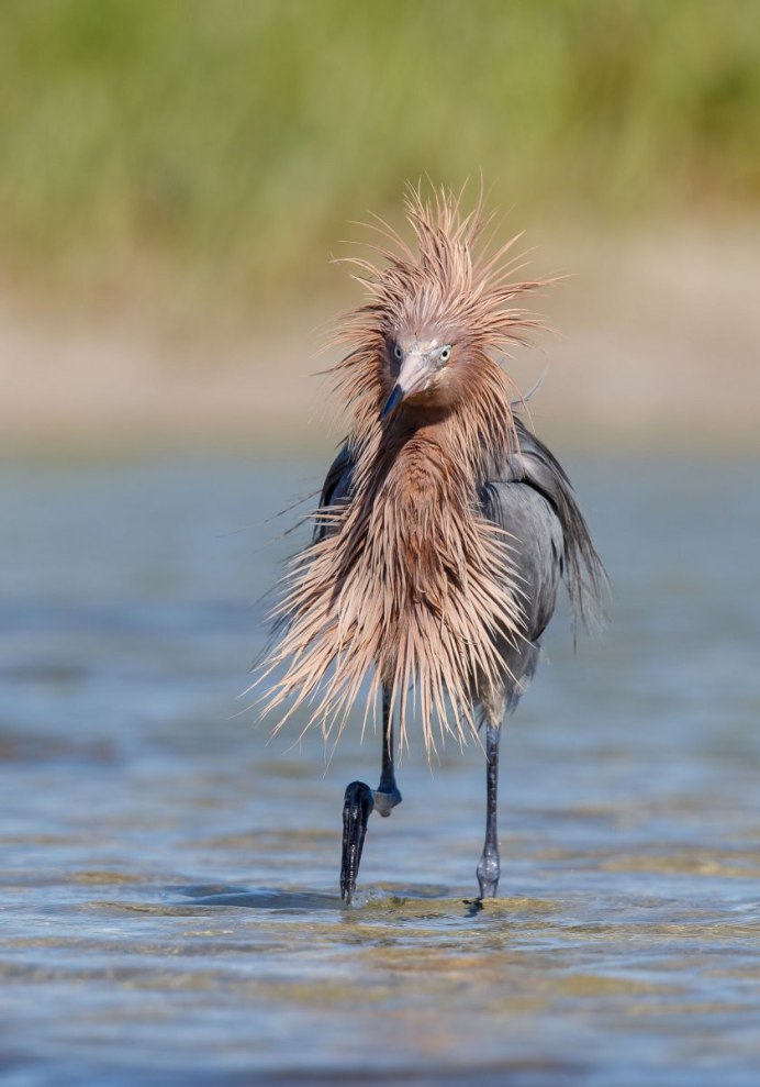 Премия comedy Wildlife Photography