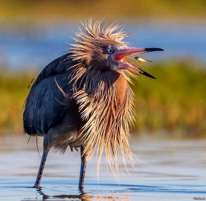 Reddish Egret