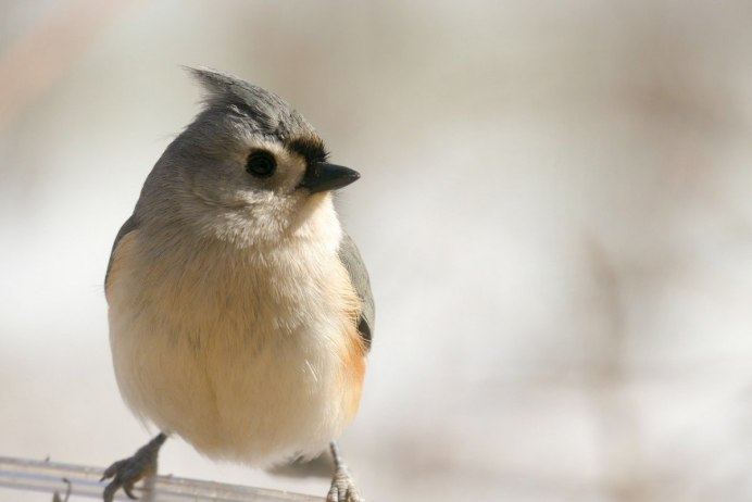 Tufted Titmouse