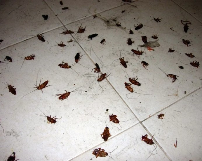 Улей в Bee Swarm
