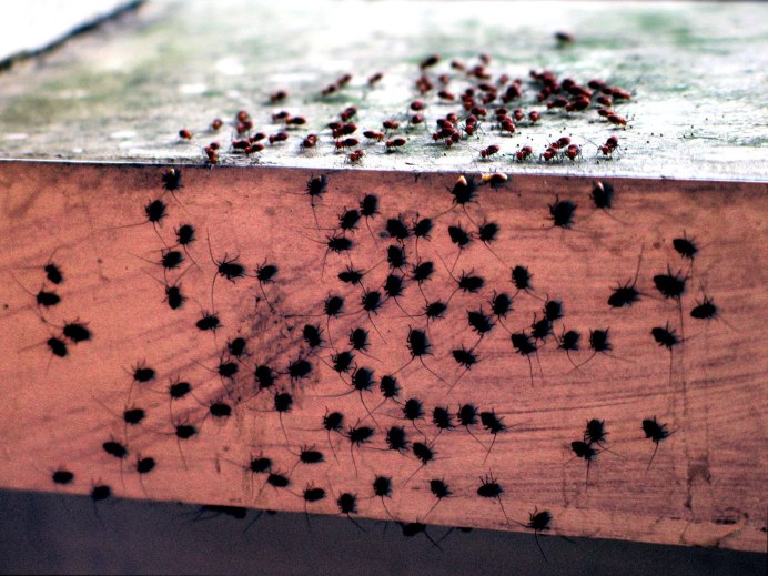 Making a Beehive with your own hands for Bees