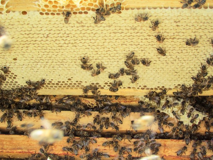 Bee Nest