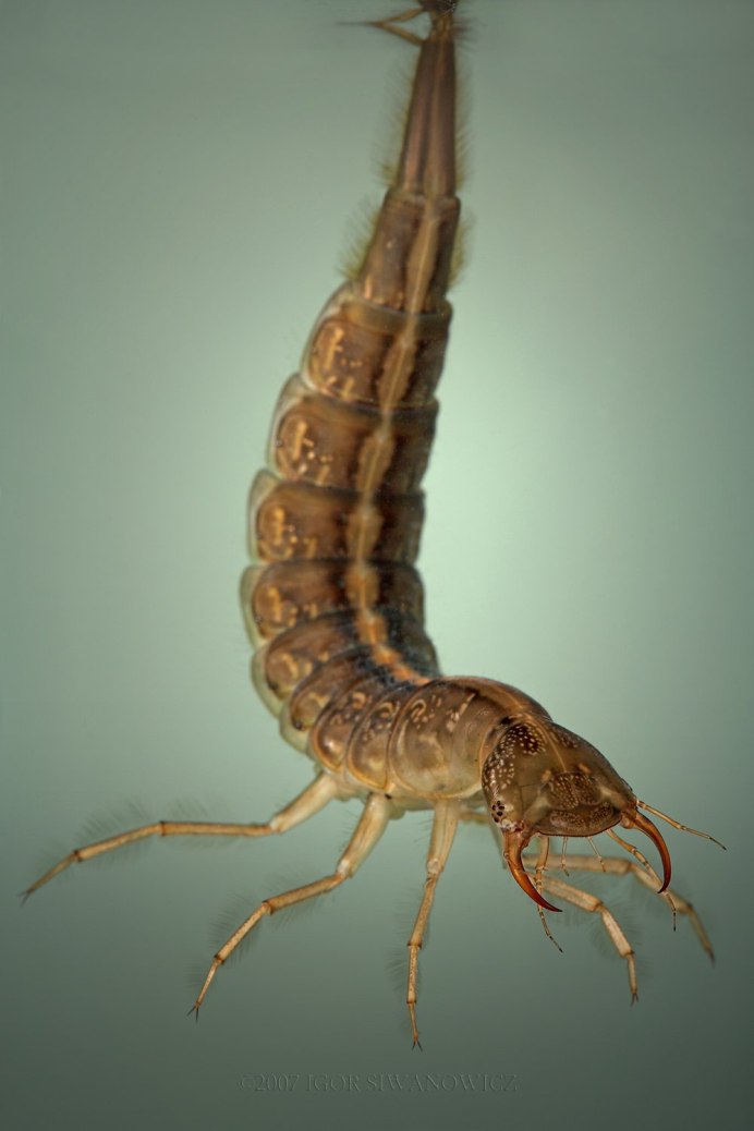 Окаймлённый плавунец (Dytiscus marginalis)