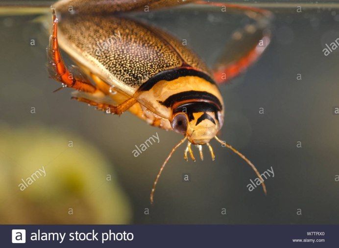 Hydrophilus piceus личинка