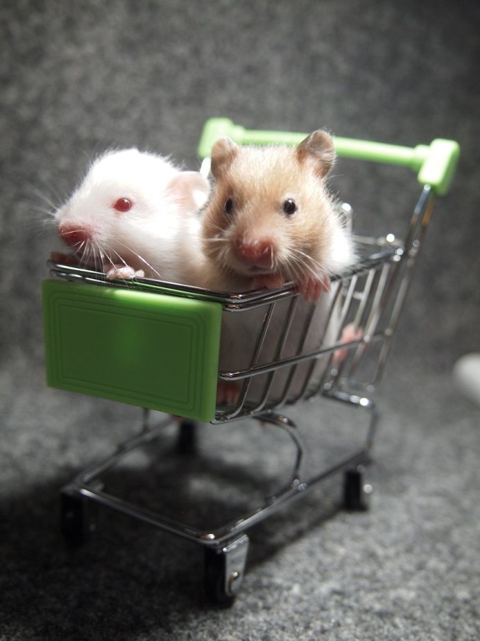 Мышка маленькая