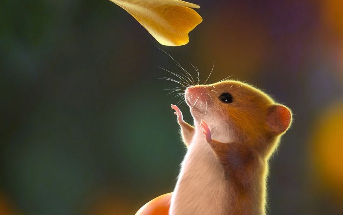 Милые крыски