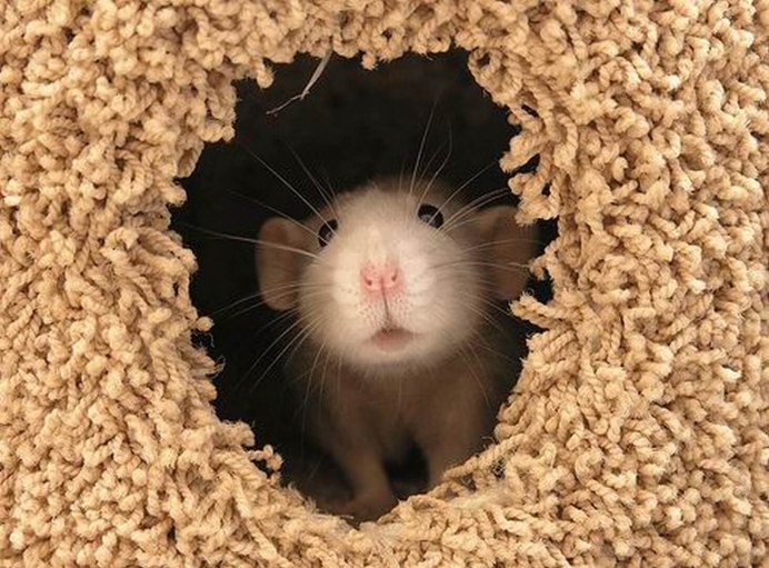 Влюбленные крысы