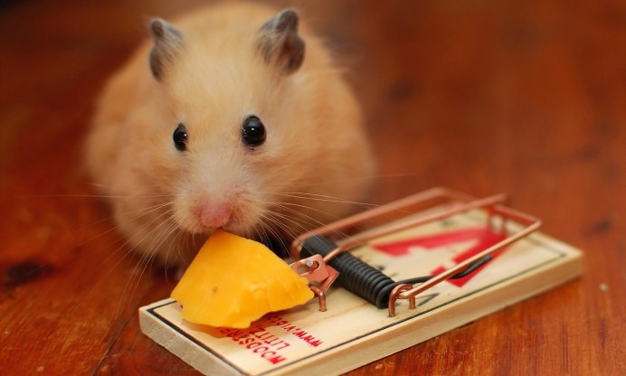 Мышь с сыром