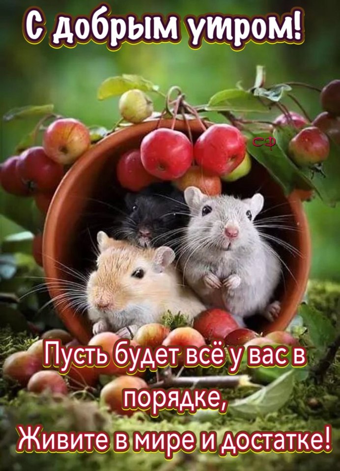 Лесная мышовка