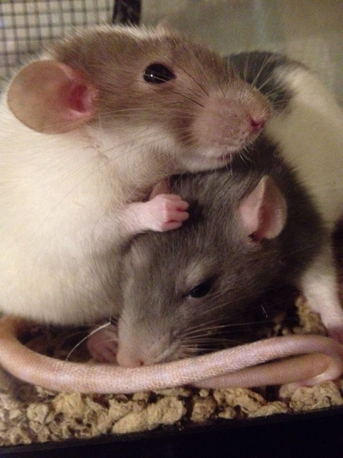 Милые мышки