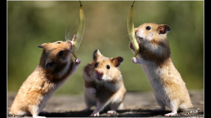 Милая мышка