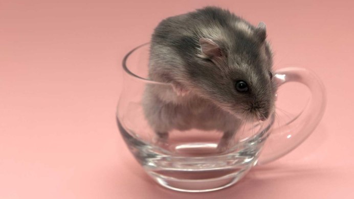 Мышка в банке