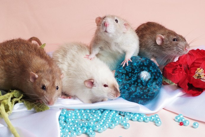 Крыса и хомяк