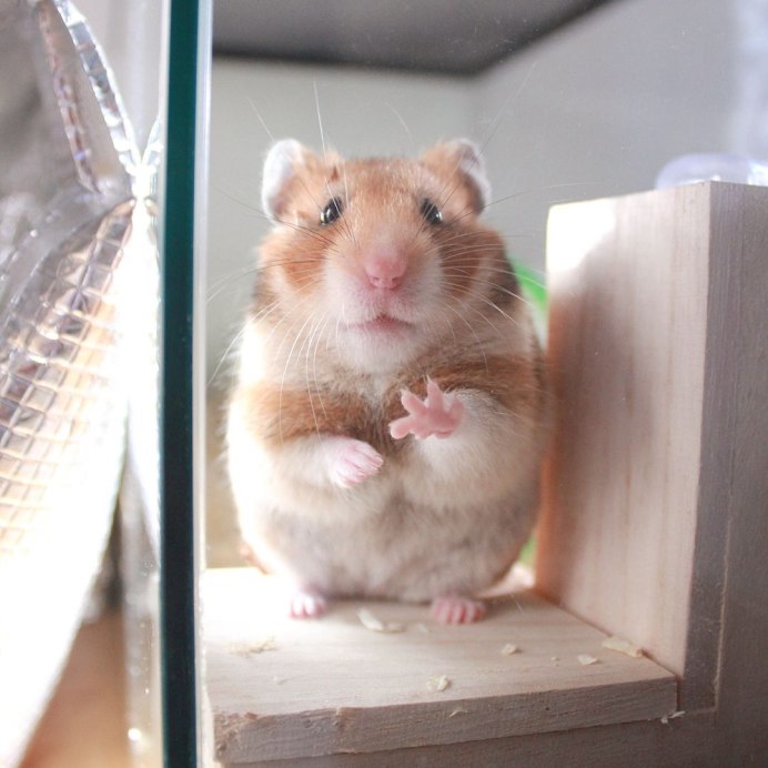 Крысы в живописи