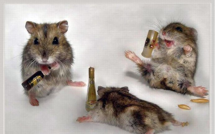 Хомяки и крысы полевые