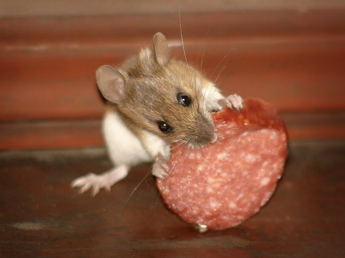 Милые Грызуны