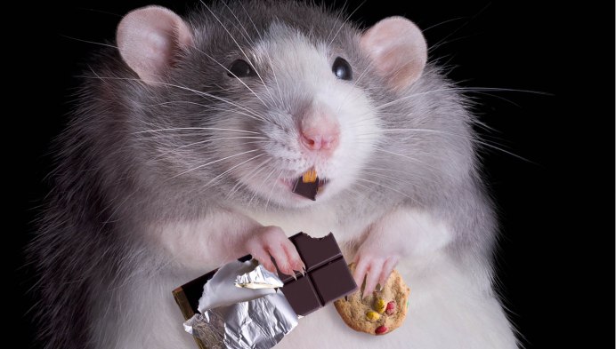 Крысовидный хомячок