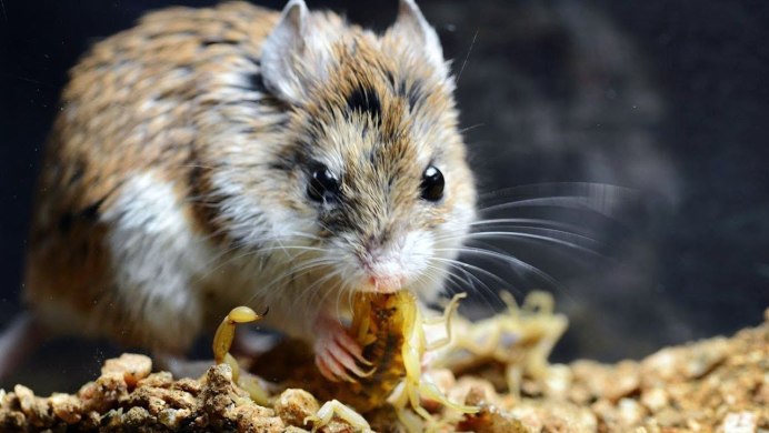 Хомячок арт